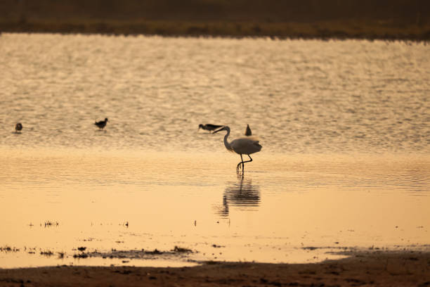 istock Bird walking on the river end  sunset view 1332159661