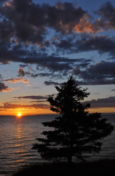 istock Tree and sunset along Prince Edward Island coast 1332160193