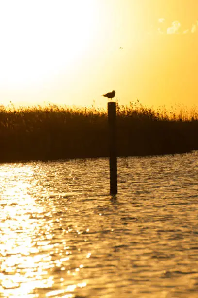 A sunset over a seagull