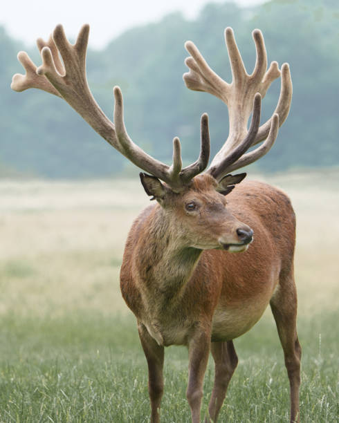 istock Deer Stag turning away 1332160993
