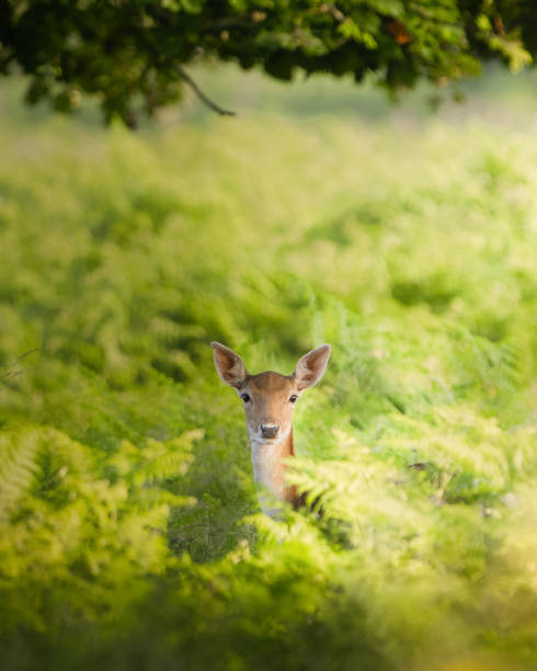 istock Deer peeping above the bushes 1332161040
