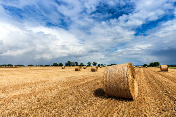 поле с тюков сена после сбора урожая летом - bale hay field stack стоковые фото и изображения