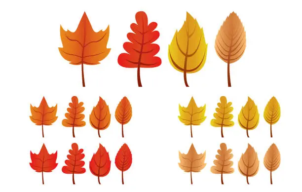 Vector illustration of Set of autumn leaves with different shapes and colors.