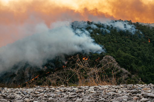 Huge Forest Fire in Red Pine Forests