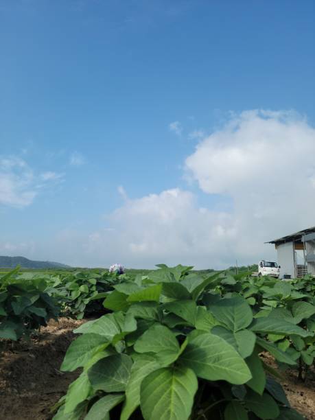 istock a field of beans 1332161589