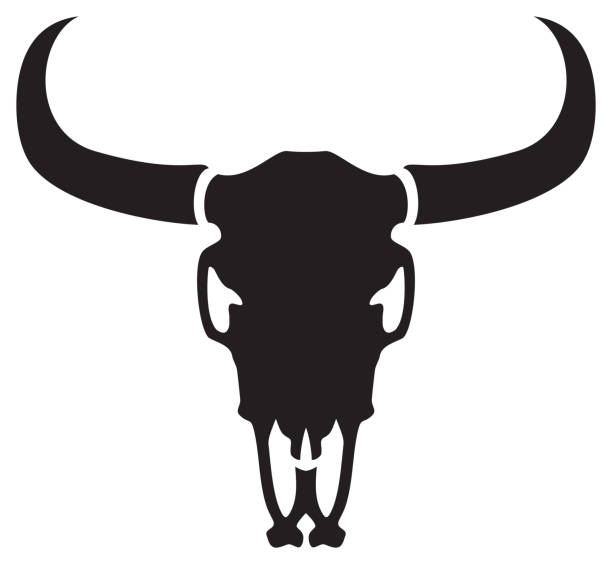 황소 두개골 - texas longhorn cattle bull horned cattle stock illustrations