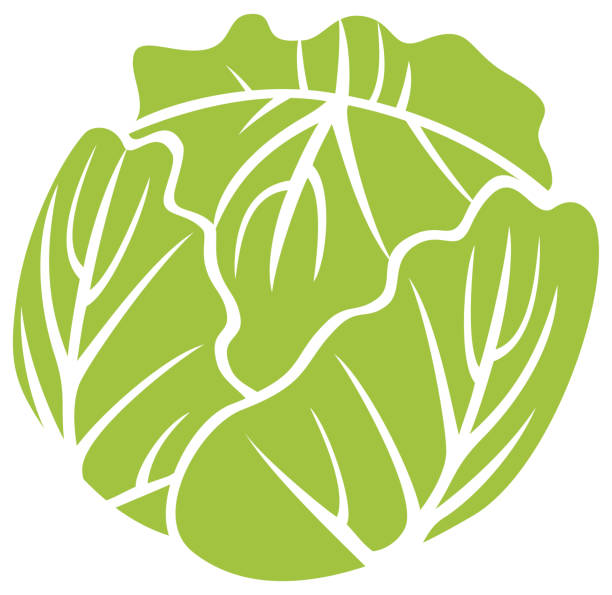 Green cabbage vector art illustration