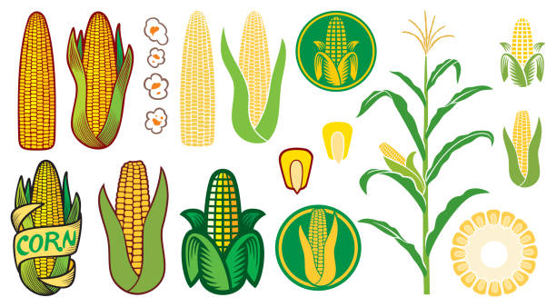 illustrations, cliparts, dessins animés et icônes de icônes vectorielles de maïs - maïs doux