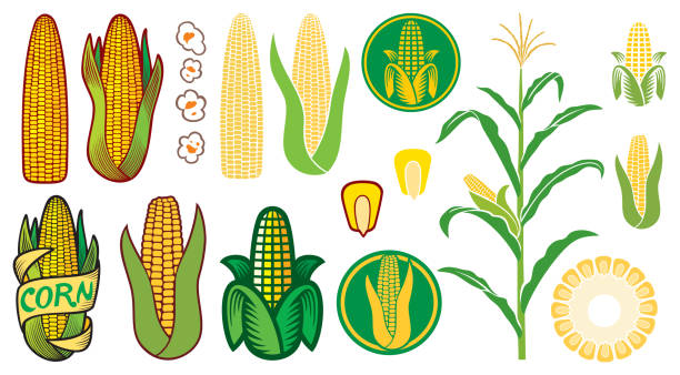 ikony wektorowe kukurydzy - corn stock illustrations