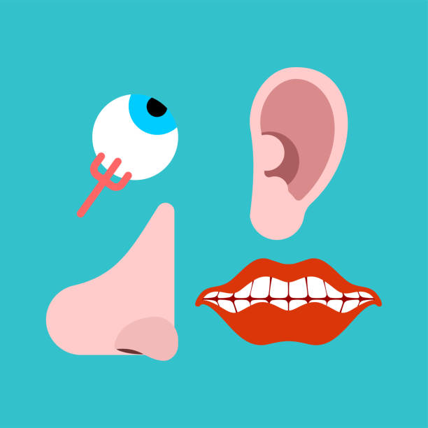 istock Human sensory organs set. Eyes and nose. Ears and mouth 1332162775