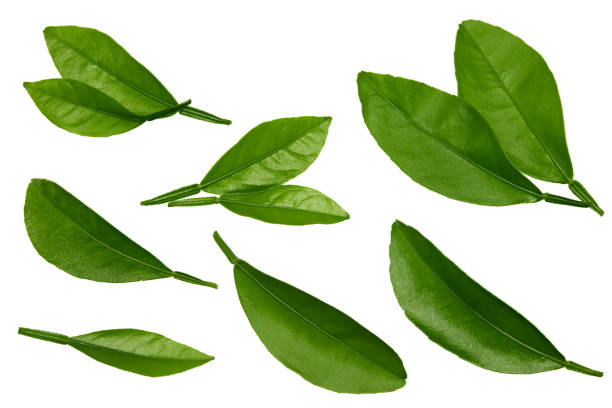 istock citrus leaves isolated on white background. top view. clipping path 1332162881
