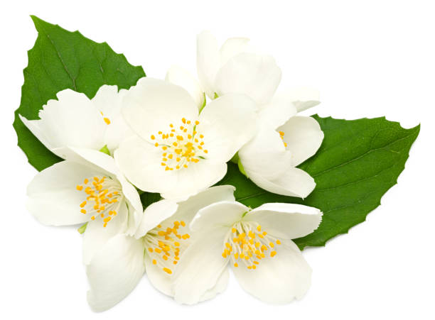 istock Jasmine flowers isolated on white background. clipping path 1332163027
