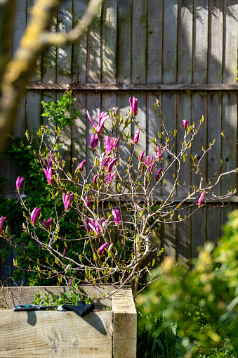 Flowering Purple magnolia in spring in an English country garden.