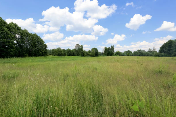istock Landscape of wild grass field with trees 1332164130