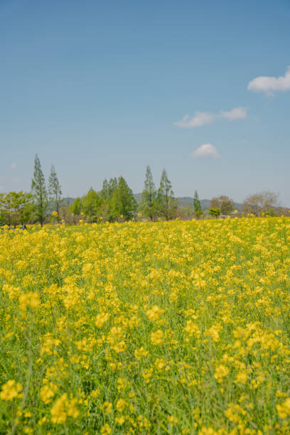 istock The beautiful scenery of rape flowers. 1332164404