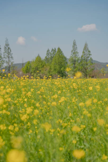 istock The beautiful scenery of rape flowers. 1332164417