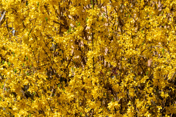 istock Yellow flowering Forsythia shrub background. 1332164437