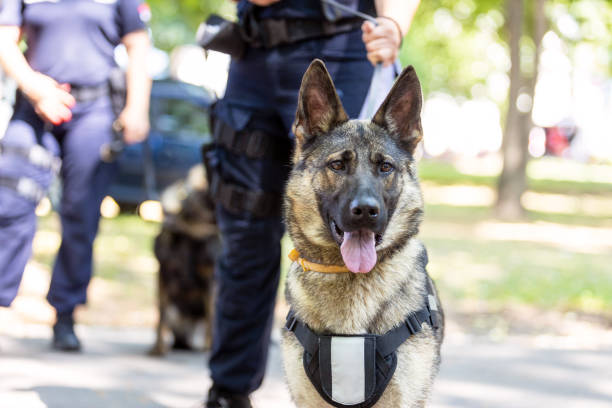 Policeman with German shepherd police dog Policeman with a German shepherd on duty. Police dog. canine stock pictures, royalty-free photos & images