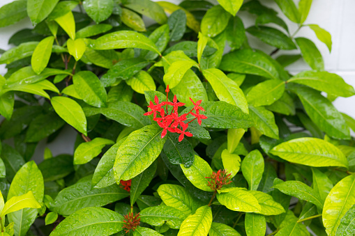 Red rubiaceae flower