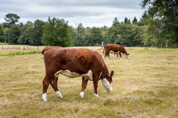 Free Stock Photo of Herd of Cattle Grazing on Grass-Covered Field ...
