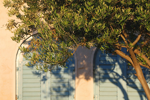 Olive tree and Mediterranean house, illuminated by golden hour light. Selective focus.