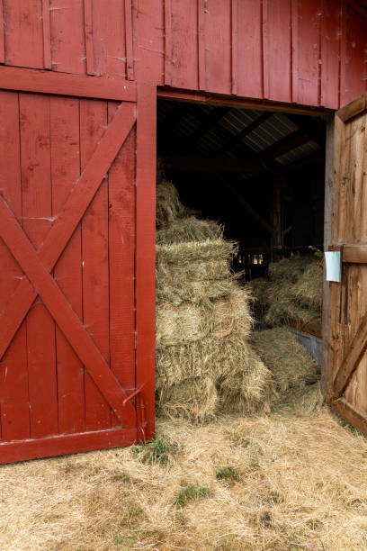 istock Barn full of hay 1332166639
