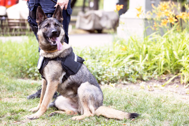 istock Policewoman with German shepherd police dog 1332167800