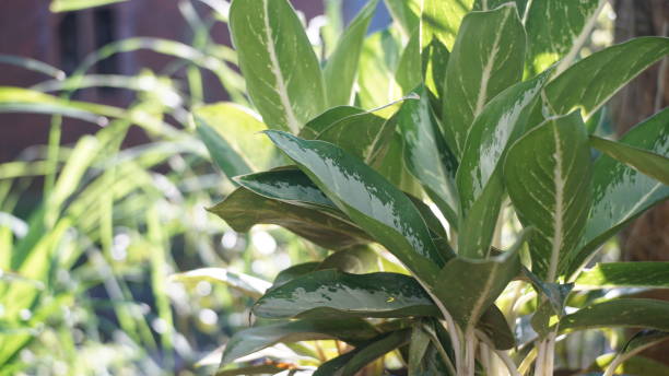 istock Aglonema Chinese Evergreen 1332168177