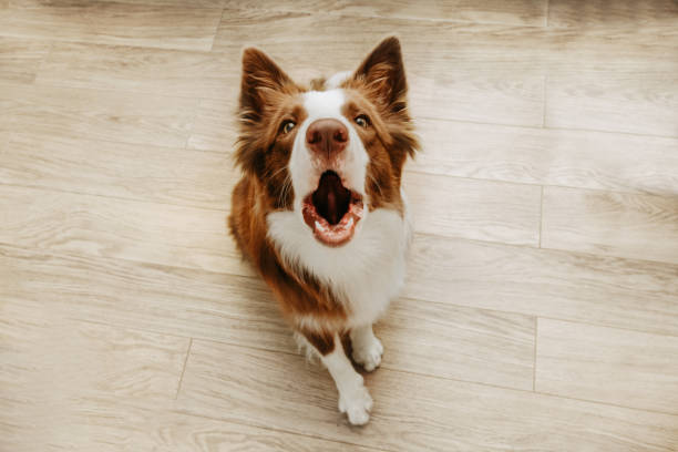 retrato marrón border collie ladrando en casa. vista de ángulo alto - bark fotografías e imágenes de stock