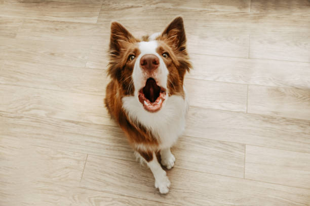 Portrait brown border collie barking at home. High angle view Portrait brown border collie barking at home. High angle view barking animal photos stock pictures, royalty-free photos & images