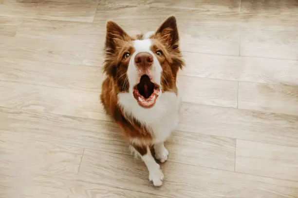 Photo of Portrait brown border collie barking at home. High angle view