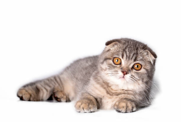 Scottish fold kitten, silver scottish cat. Scottish fold kitten, silver scottish cat. scottish fold cat photos stock pictures, royalty-free photos & images