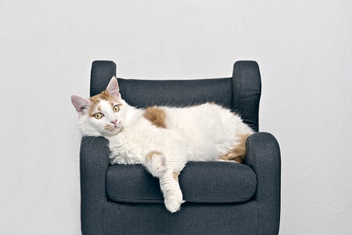 Cute longhair cat relaxing on a armchair and looking funny at camera..