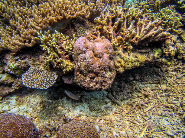 istock coral reef with coral in the ocean 1332170727