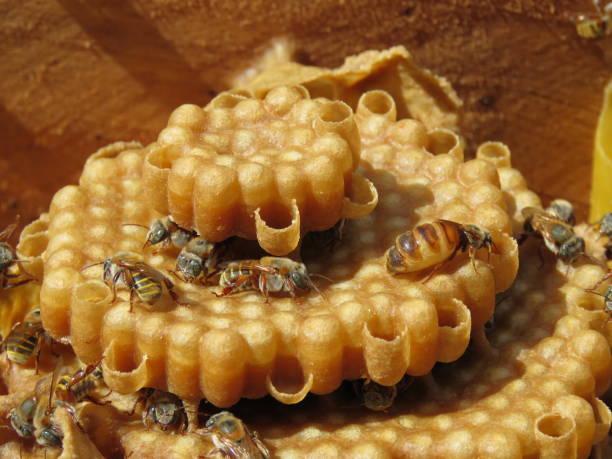 безжалостная мелипона родная пчела - stingless стоковые фото и изображения