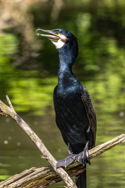 istock The great cormorant, Phalacrocorax carbo sitting on a branch 1332172845