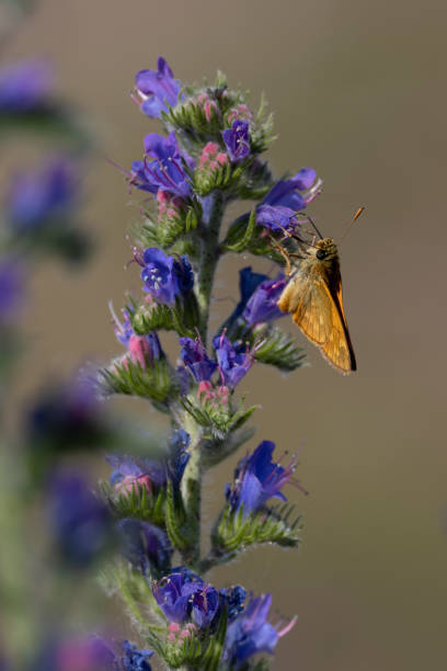 istock Lulworth skipper, Thymelicus acteon foraging on a flower at a meadow at Munich, Germany 1332173013