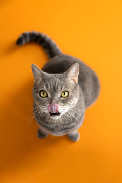 Big-headed obese cat looking up