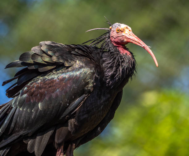 istock Northern Bald ibis, Geronticus eremita in the zoo 1332173110