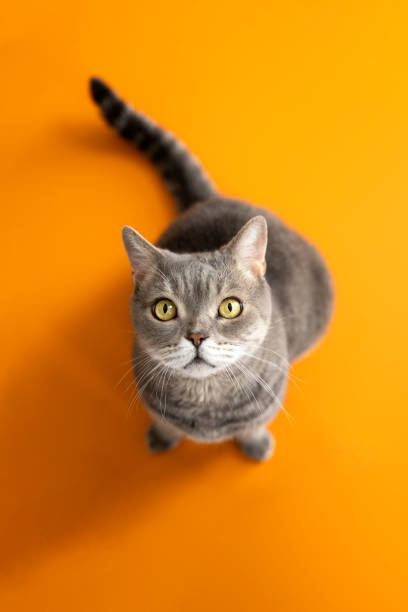 주황색 배경을 올려다보는 큰 머리의 뚱뚱한 고양이 - photography vertical color image studio shot 뉴스 사진 이미지