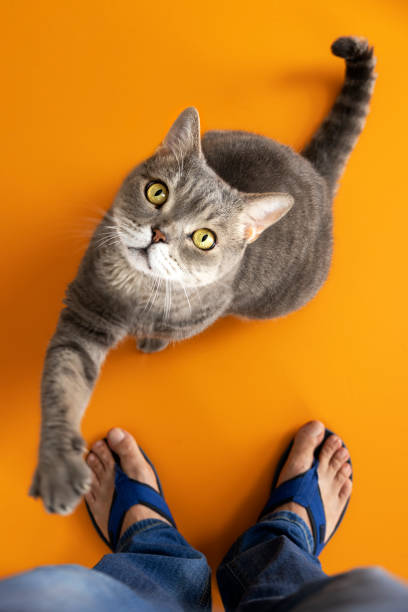 istock Big-headed obese cat looking up his owner 1332173257