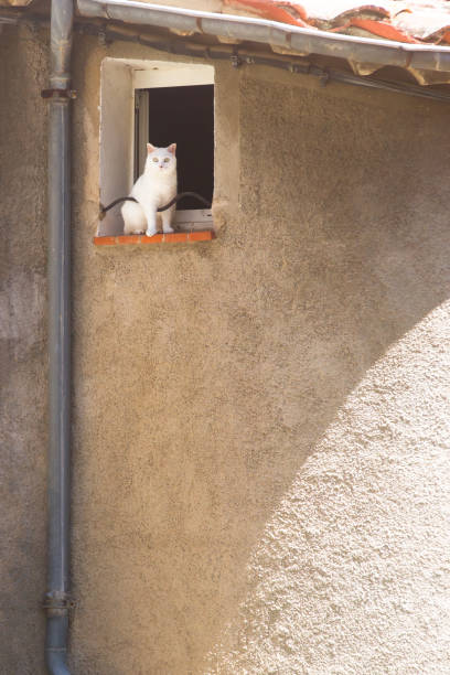 istock Fearless white cat sitting at the edge of a window 1332173975