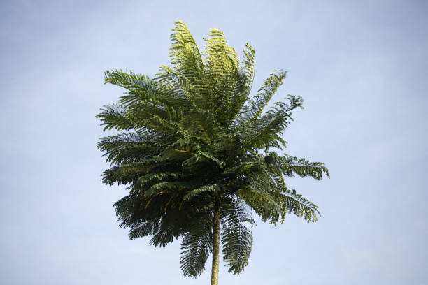 Plam Trees Pictures | Download Free Images on Unsplash