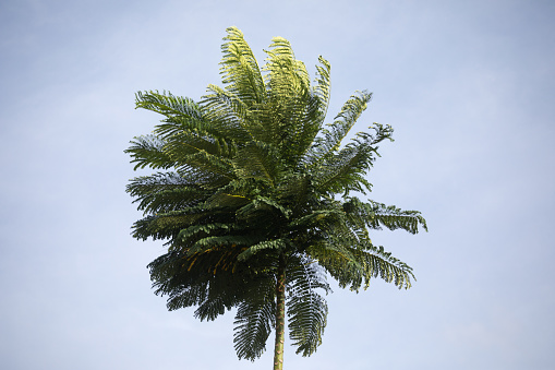 Palm tree on the blue sky background. Copy space for text.