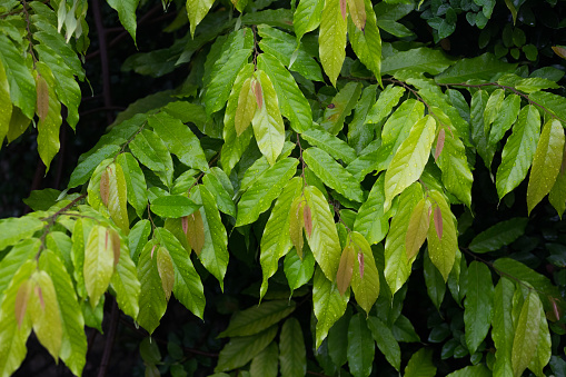 Leaves and twigs of tropical tree