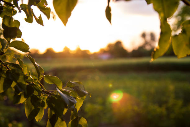 istock Pear tree branches with green leaves at sunset in an organic garden. close-up, selective focus 1332175190