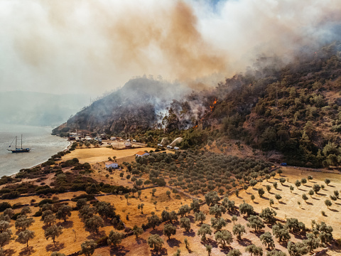 Aerial View Forest Fire in Red Pine Forests