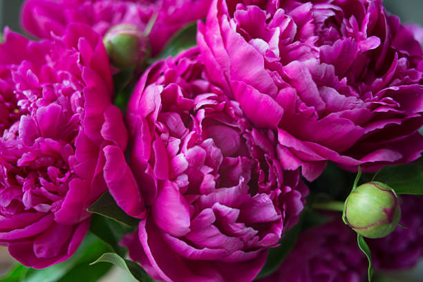 istock Pink peony flower. 1332177046