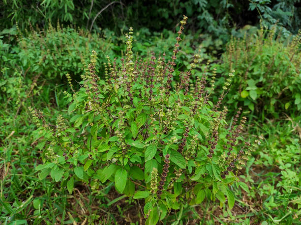 istock Closeup Shot Common Sweet-Basil Background Blur 1332177794