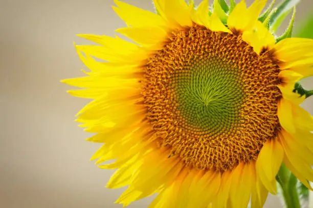 Photo of A newly opened sunflower.